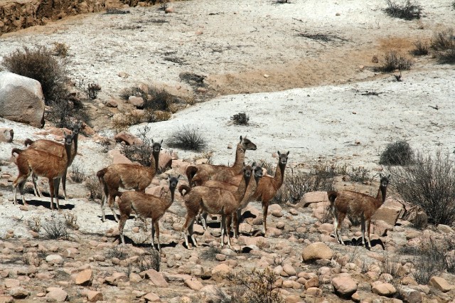 guanacos-en-polobaya-jose-l.-velasquez-l-2